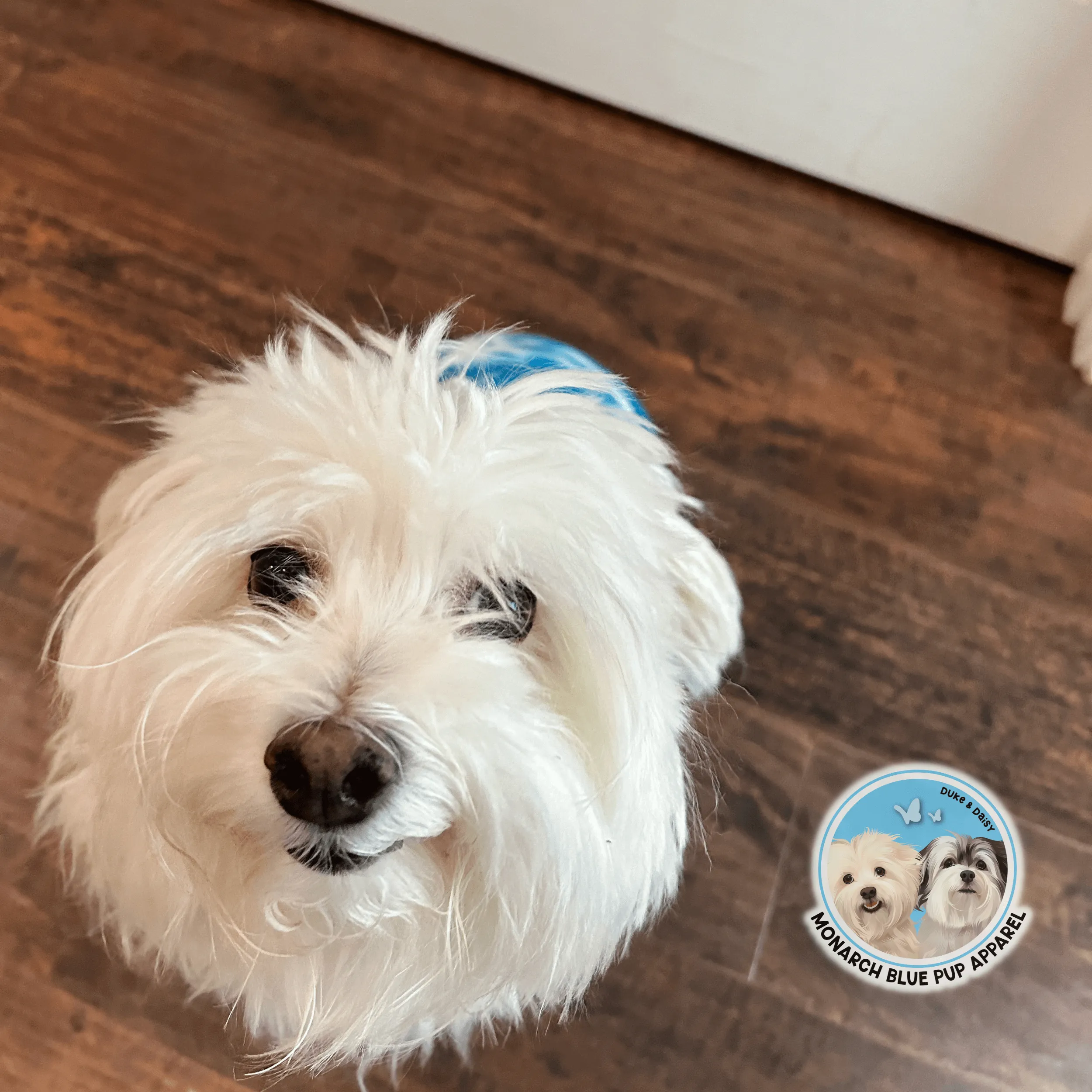 SKY Pup Hoodie